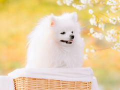 -花开海上生态园