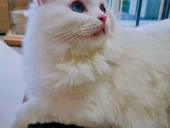 -瞄一喵猫咖(格力海岸店)