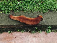 -都江堰中华大熊猫苑
