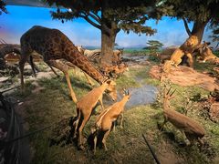 -国家自然博物馆