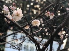 -上野公园花园稻荷神社(忍岡稲荷神社)