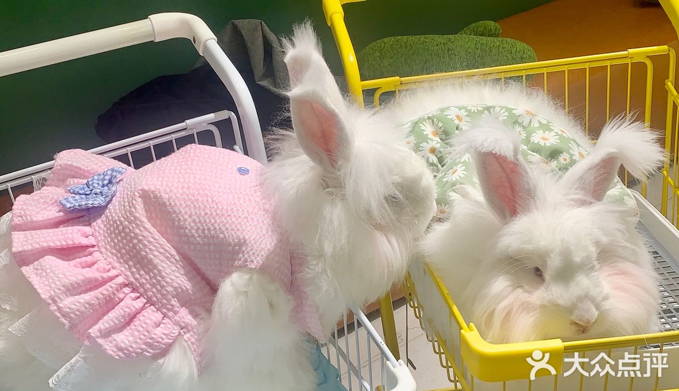 合肥探店｜安哥拉巨兔体验馆
