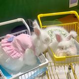 合肥探店｜安哥拉巨兔体验馆