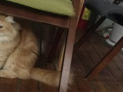 -有猫主题·治愈系猫咖(曾厝垵店)