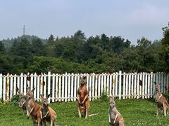 -贵州森林野生动物园