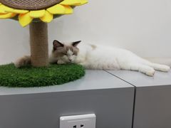 -糯米喵星人·撸猫猫舍咖啡馆(西市场嘉华店)