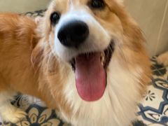 -Let's go狗咖·猫咖·奶狗·桌游(春熙路IFS店)