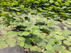-前关湿地公园