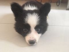 -瑞派福兴宠物医院犬猫全科·骨科·中西医结合(河东店)