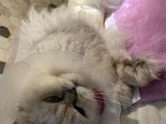 -宠爱国际动物医院·消化内科·心肾内科·ISFM猫友好(望京店)