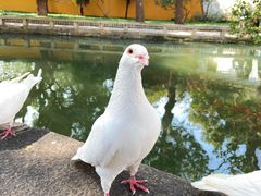 -西园寺素食(西园弄戒幢律寺店)