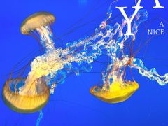 -太平洋海底世界