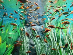 -上海海洋水族馆