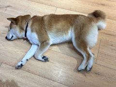 -是阿柴呀！柴犬咖啡·爱喵喵猫咖