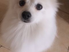 -美联众合爱康动物医院•复杂内科•肿瘤科•牙科•腔镜诊疗中心