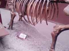 -陕西自然博物馆