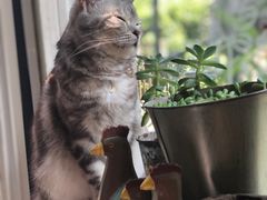 猫咪咖啡-海边的猫和咖啡馆