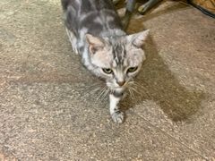 -more than meow吴止猫主题餐厅(承德 中船汇店)