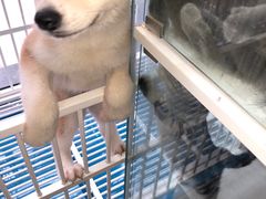 -熊小胖宠物生活馆(天华园店)