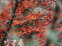 -竹子庵公园