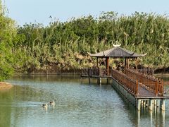 -泗洪洪泽湖湿地景区