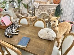 -共舞时光猫咖·狗咖(新街口店)