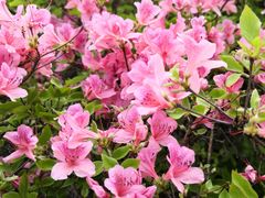 -木兰云雾山