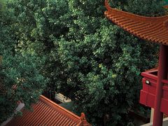 -深圳仙湖植物园