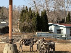 -大连森林动物园