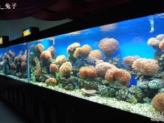 珊瑚馆-御唐府海珊瑚主题餐厅