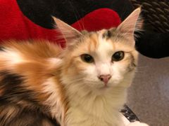 -猫色咖啡·猫咖