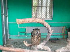 -西霞口神雕山野生动物世界