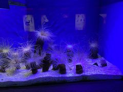 -上海海洋水族馆