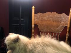 -猫色咖啡·猫咖