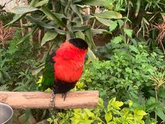 -南宫五洲植物乐园