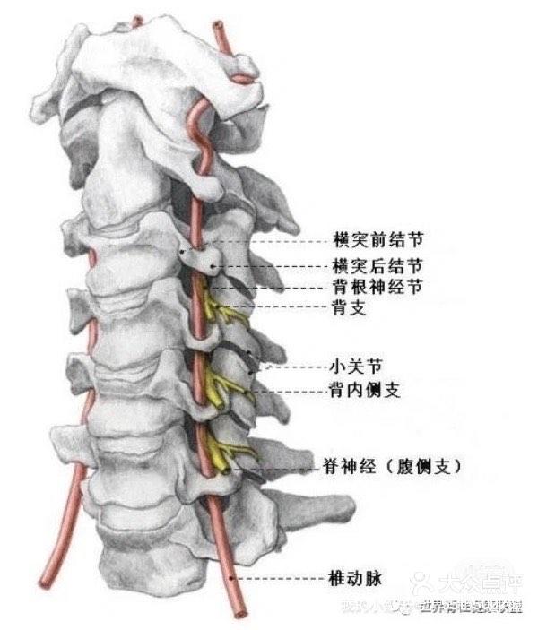 头颈肩骨骼图片