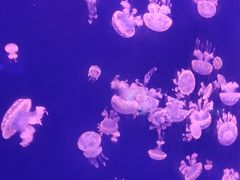 -深圳野生动物园