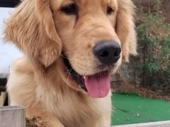 -趣多多宠物公园·宠物训犬学校·宠物寄养