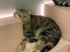 -猫儿山۰猫主题餐厅
