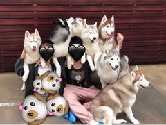 -TrueLove @ Neverland (Husky Cafe)