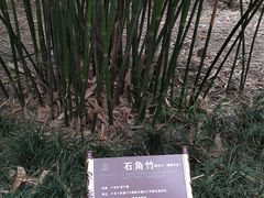 -望江楼公园
