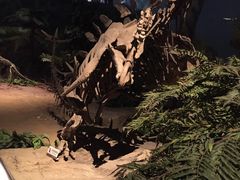 -自贡恐龙博物馆