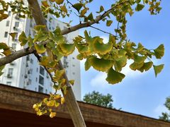 -漕溪路(地铁站)