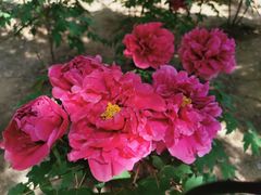 -石家庄市植物园