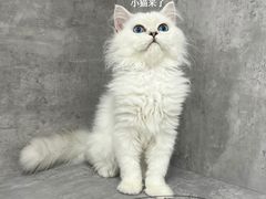 -小猫来了·猫舍(红山六九七九店)