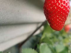 -大自然农场蔬菜草莓采摘园