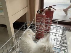 -瑞鹏宠物医院·猫专科·眼专科·产科(厚街店)