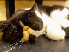 -平行世界·猫咖(首经贸店)