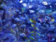 -太平洋海底世界