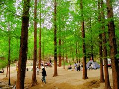 -白水寺森林公园